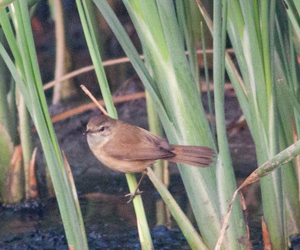 Охилбялзуухай (Хээрийн охилбялзуухай)